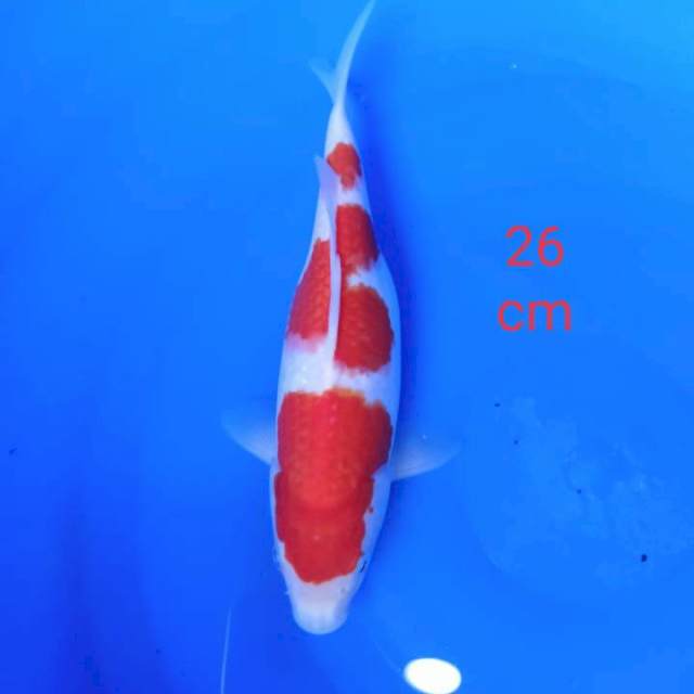 Kohaku strong 26cm