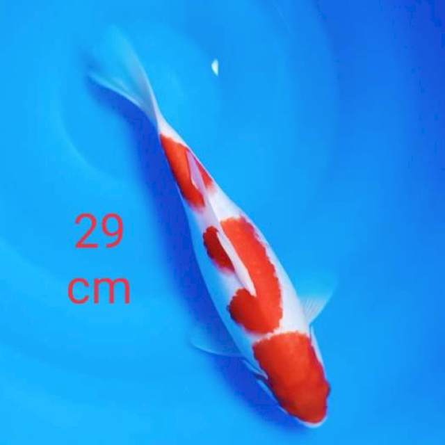 Kohaku strong 29cm