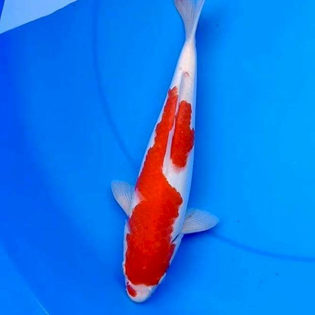 28cm KOHAKU