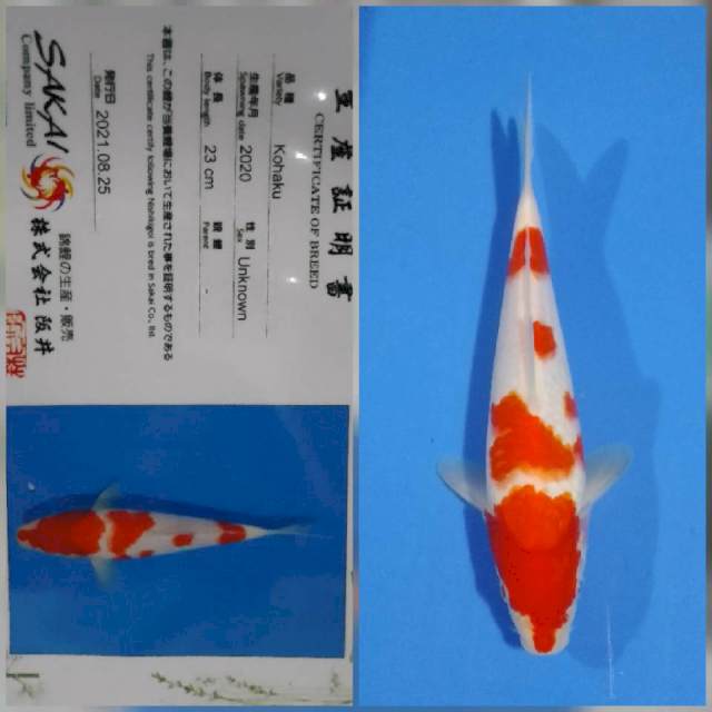 Kohaku sakai Ltd