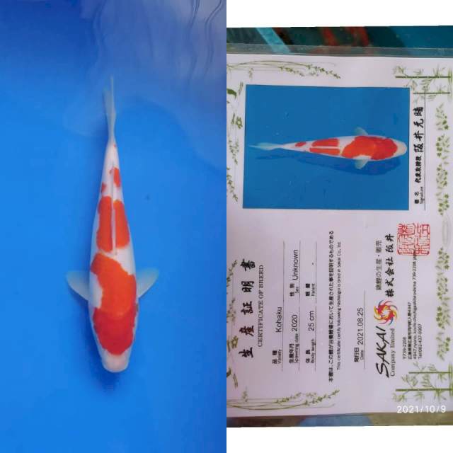 Kohaku 27cm Sakai Ltd