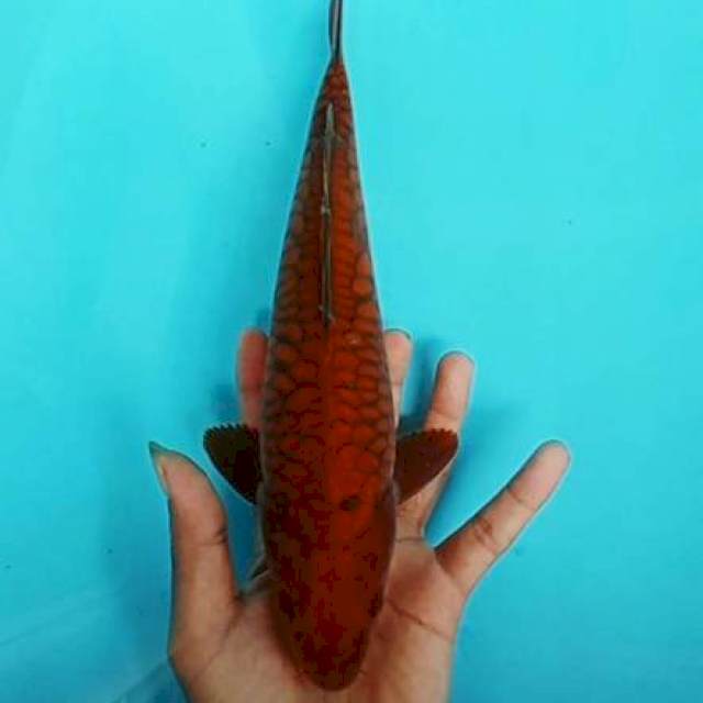 Chagoi sisik naga size 30cm