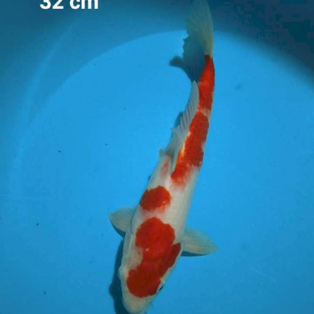 Kohaku male strong 32 cm