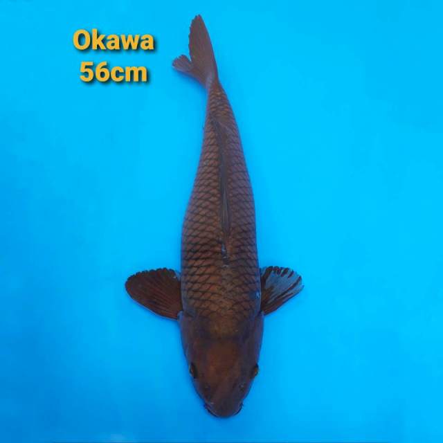 Okawa Chagoi 56cm non serti