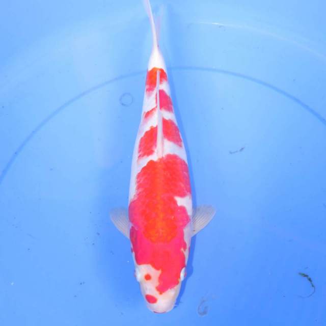 MAGURO KOHAKU 34cm