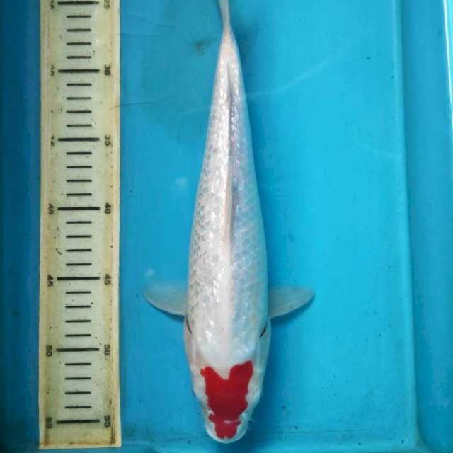 Tancho kohaku gidrin, 33cm female