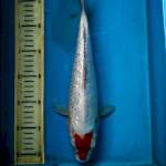 Tancho kohaku gidrin, 33cm female