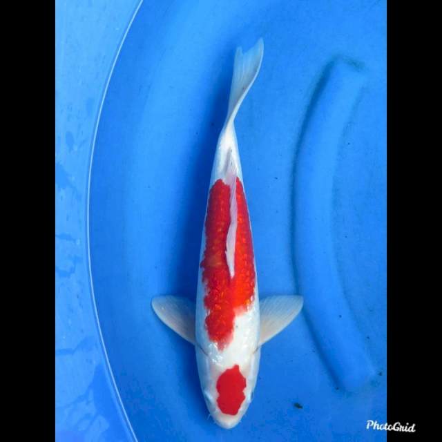 38cm , Male , Red Maruten Kohaku Ginrin