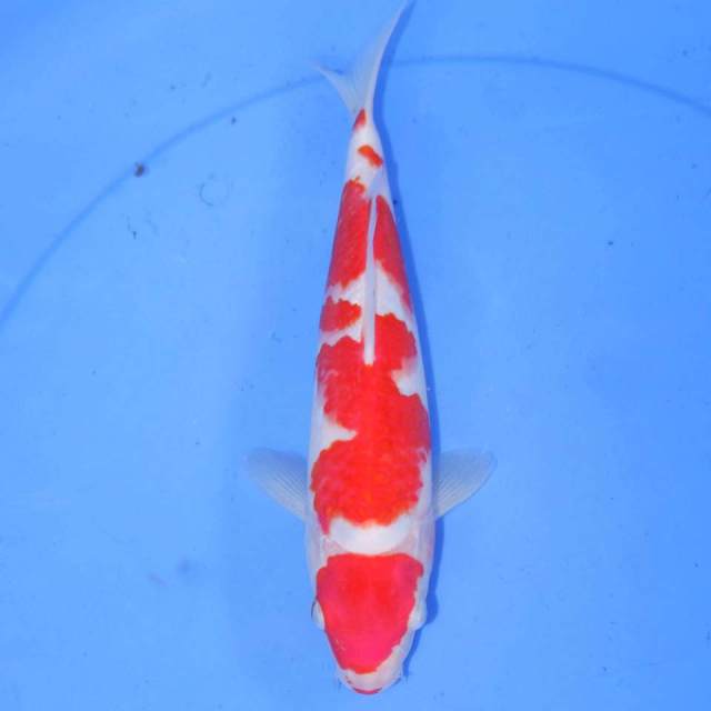 34cm KOHAKU