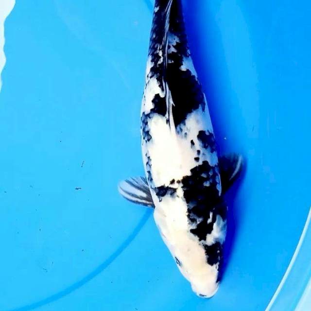 35cm SHIRO