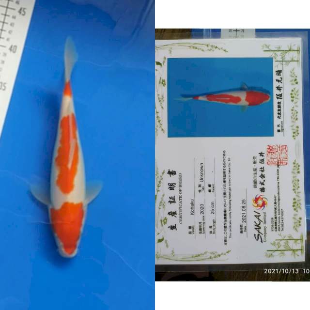 Kohaku 27cm Sakai Ltd