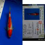 Kohaku 27cm Sakai Ltd