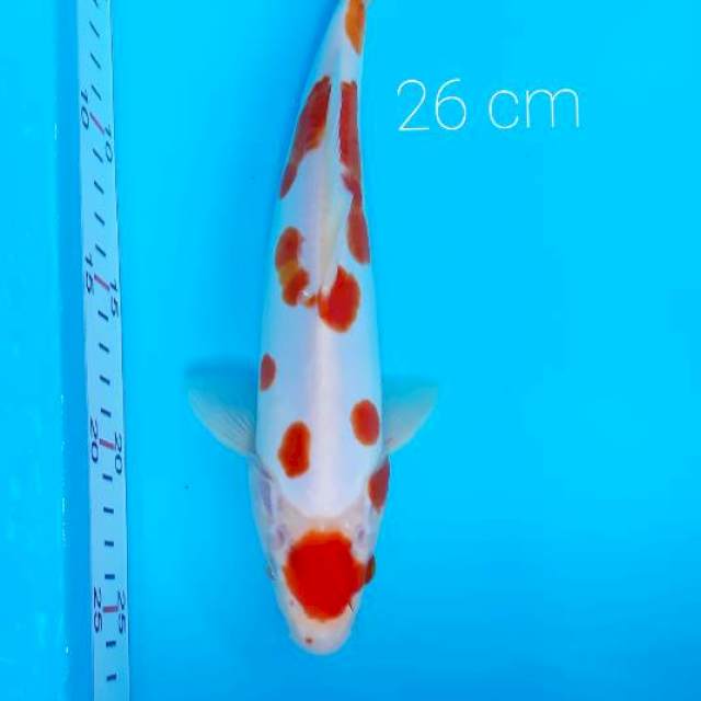 Tanco kohaku 26 cm