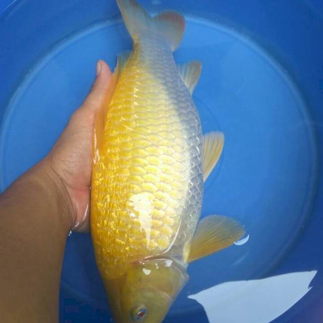 Karashi Ginrin Munuk Male Mata Merah 35CM