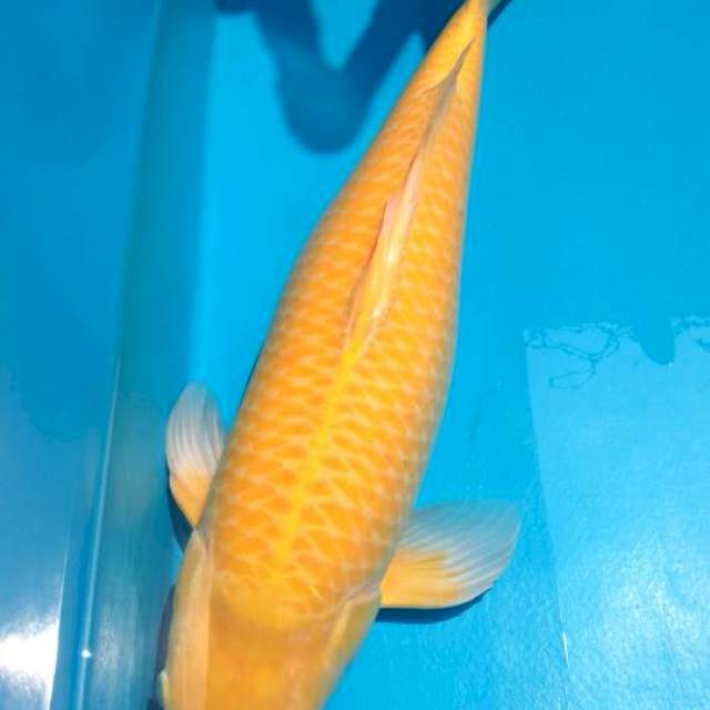 JUMBO Karashi Jagung F1 Konishi MALE 60CM