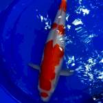 Kohaku 41cm Female