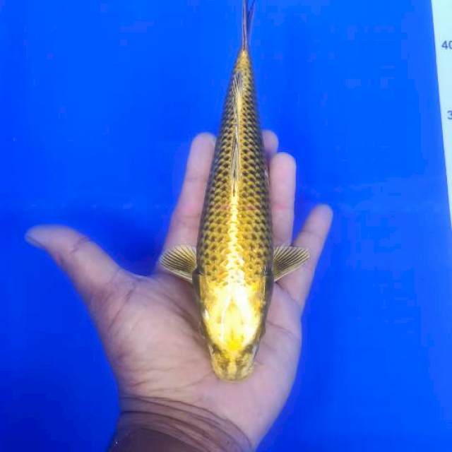Gold mukasi 26cm