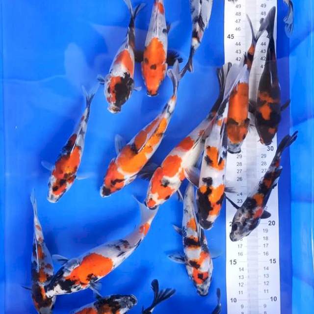 Paket showa 17-24cm 20ekor