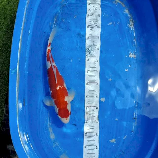 Kohaku 41cm