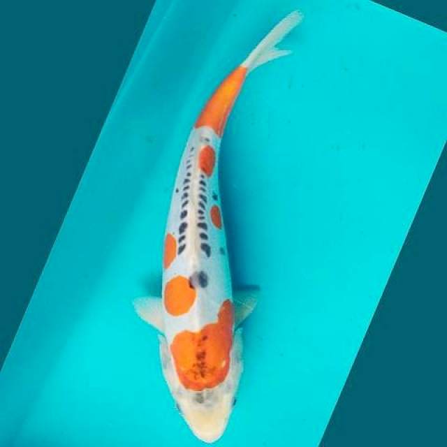 Kiko Maruten 29cm