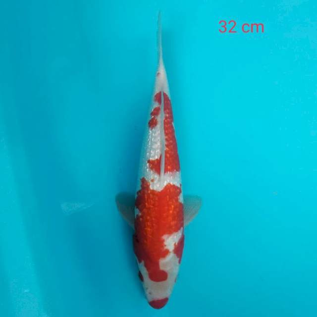 Kohaku ginrin 32 cm