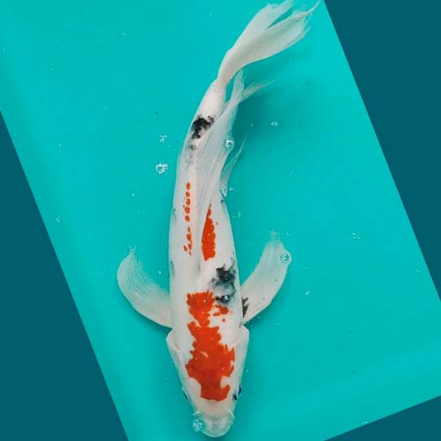 Kumpay Sanke 32cm