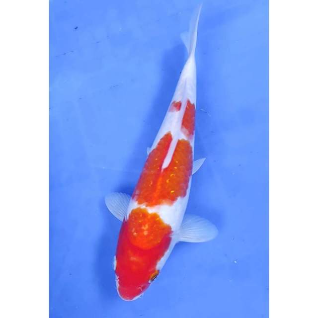 8. Kohaku // 22 cm // Jantan