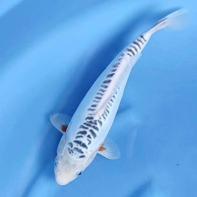 10. Shusui Motoaka // 35 cm