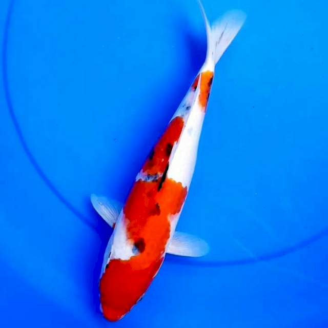 31cm SANKE TSUBOSUMI