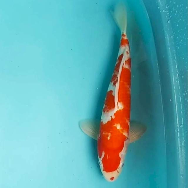 ?34cm KUCIBENI KOHAKU semi HIKARI