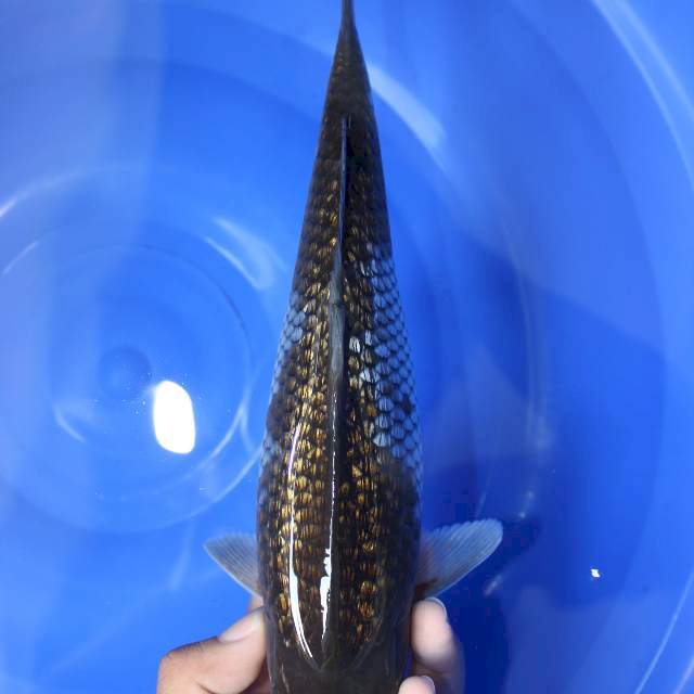 Ochiba gindrin 29cm male