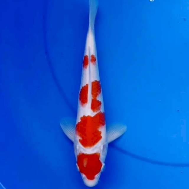 27cm YONDAN KOHAKU 4 STEP