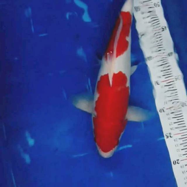 Kohaku Strong, 40cm, male