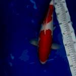 Kohaku Strong, 40cm, male