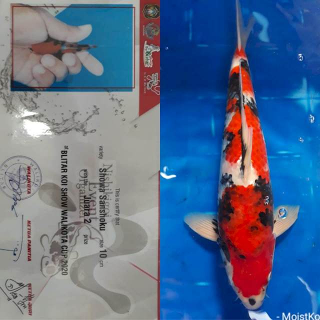 Showa Sanshoku, Champion, 40cm, male