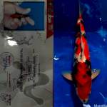 Showa Sanshoku, Champion, 40cm, male