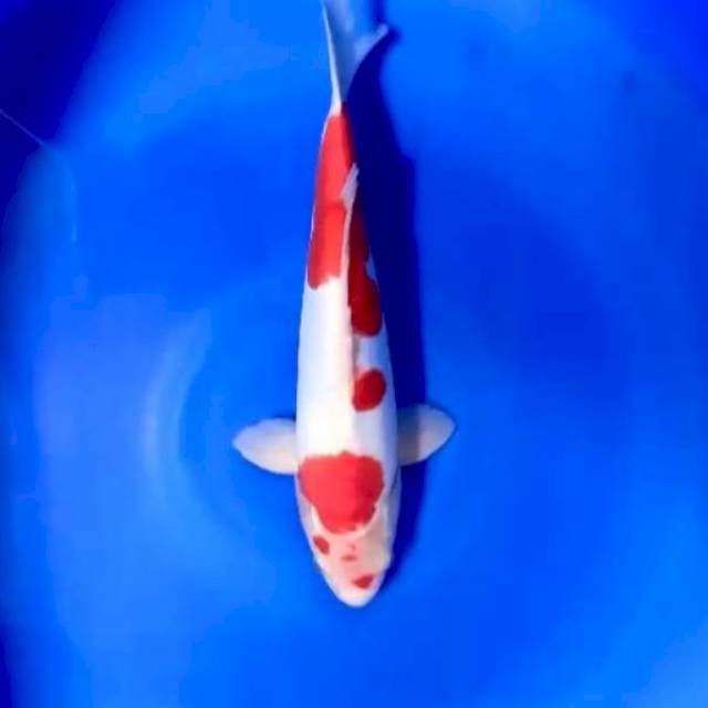 Kohaku Doitsu 35Cm