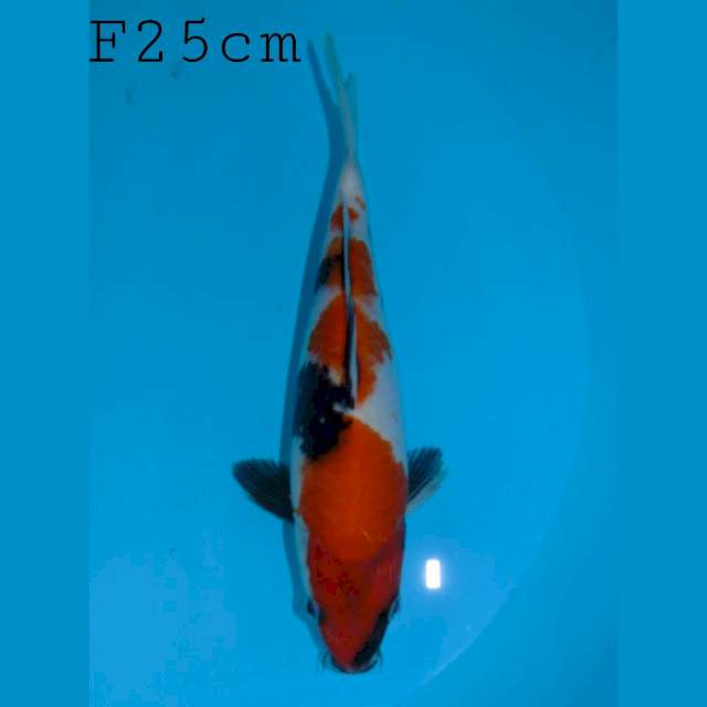 Showa Female 25cm