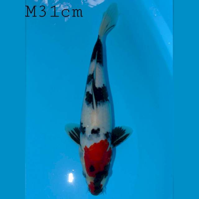 Showa Male 31cm