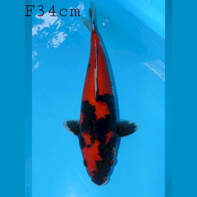 Hishowangar Female 34cm