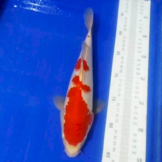 ?A3_kohaku 29cm