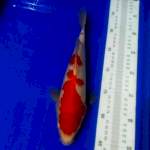 ?A3_kohaku 29cm