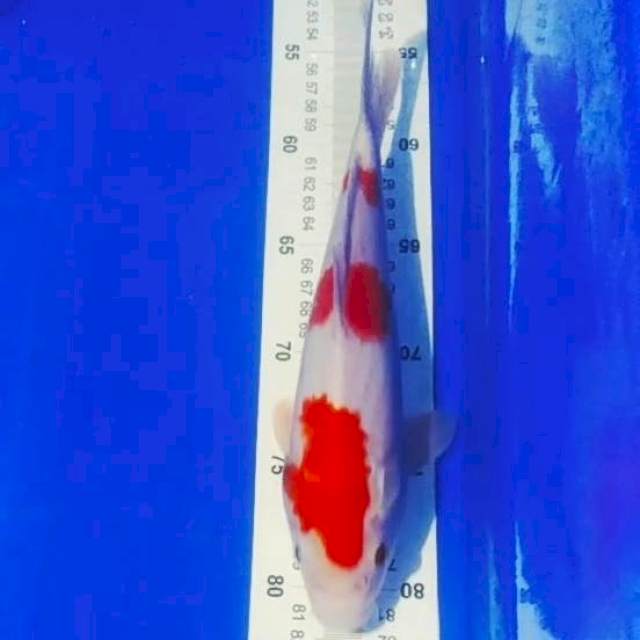 ?B5_kohaku 3 step 27cm