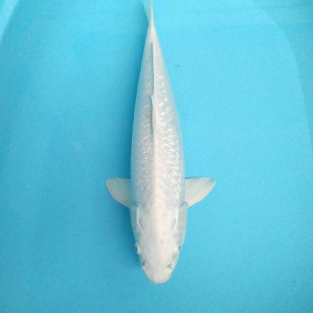 Platinum ginrin 42cm.