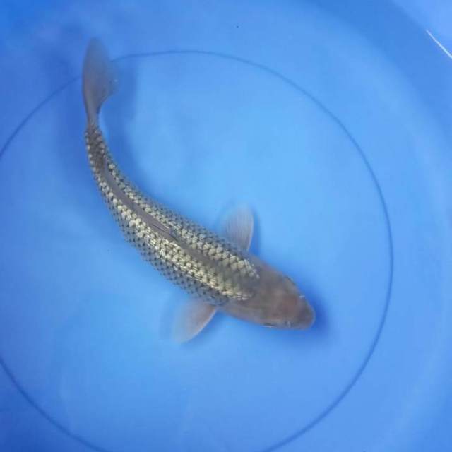 Soragoi gindrin 32cm