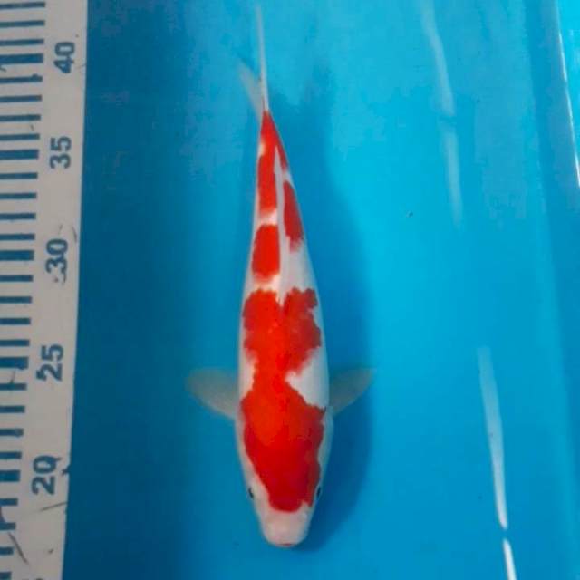 Kohaku Strong 23 cm