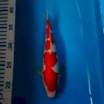 Kohaku Strong 23 cm