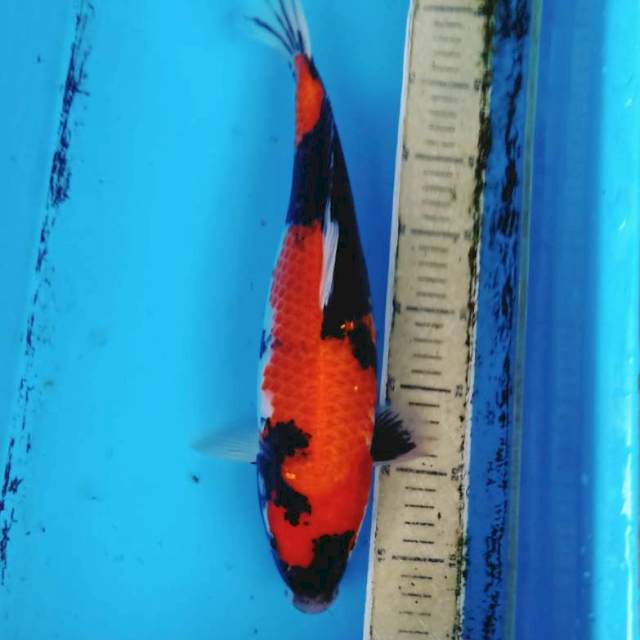 Showa merah 40cm