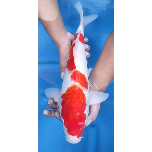 44CM // KOHAKU RED