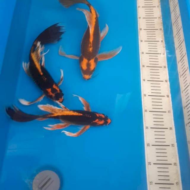Paket kumpai kabuto (30/35/40bu)